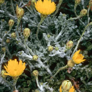 Malacothrix incana, North range marker poles, San Nicolas Island