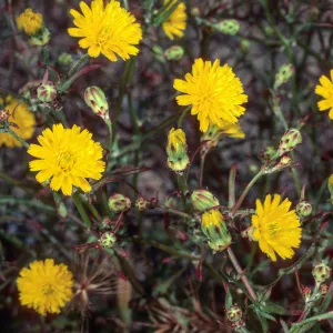 Malacothrix foliosa polycephela, Daytona Beach, San Nicolas Island