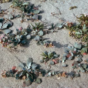 Dithyrea maritima, Red Eye Beach, San Nicolas Island