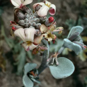 Dithyrea maritima, Vizcaino peninsula, San Nicolas Island