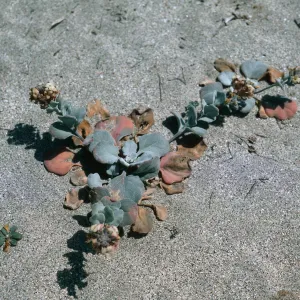 Dithyrea maritima, Red Eye Beach, San Nicolas Island