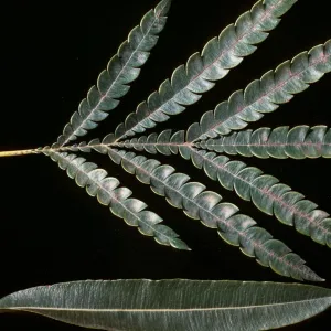 Lyonothamnus floribundus, Santa Barbara Botanic Garden
