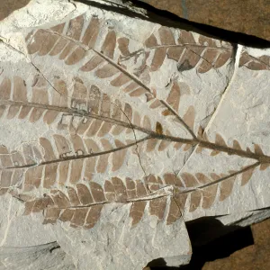 Lyonothamnus fossils, Santa Barbara Botanic Garden
