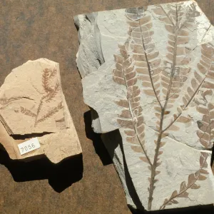 Lyonothamnus fossils, Santa Barbara Botanic Garden