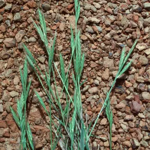 Brachypodium distachyon, SC-3773, South Ridge Road, Santa Cruz Island