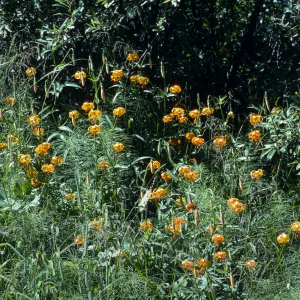 Lilium pardalinum, Leopard Lily, Bald Mountain, Oregon