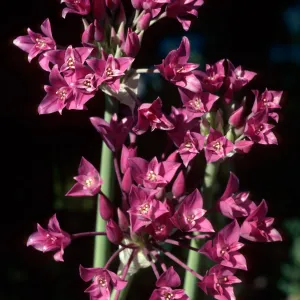 Allium, onion, Ballinger Canyon