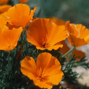 Figueroa Mountain (California Poppy)