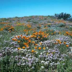 Figueroa Mountain