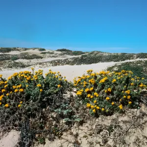Nipomo