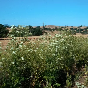 Conium, Poison Hemlock