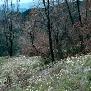 Happy Canyon
