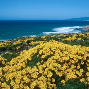 Cojo Jalama