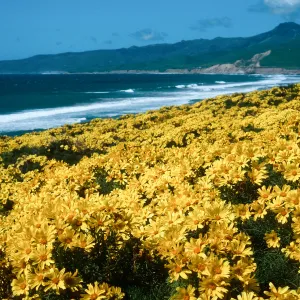 Cojo, Jalama