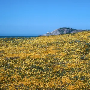 Cojo, Jalama