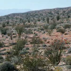 Anza-Borrego State Park