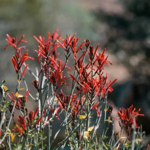 Anza-Borrego State Park
