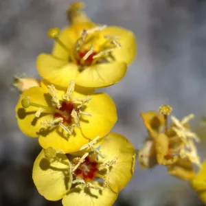 Anza-Borrego State Park
