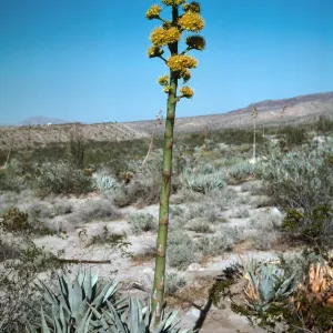 Anza-Borrego State Park (Century Plant)