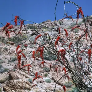 Anza-Borrego State Park