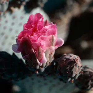 Anza-Borrego State Park (Prickly-pear)