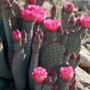 Anza Borrego (Prickly-pear)