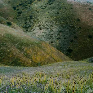 Caulanthus inflatus, Desert Candle, Caliente Mountains