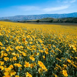 Monolopia, Hillside Daisy, Cottonwood