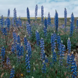 Lupinus benthamii, Spider Lupine, Cottonwood