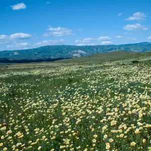 Layia platyglossa, Tidy Tips, Cottonwood Canyon