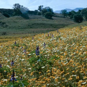 Cottonwood Canyon, Cuyama