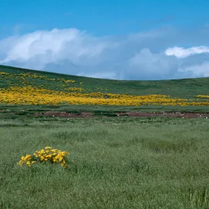 Coreopsis gigantea, Giant Coreopsis, Santa Barbara Island