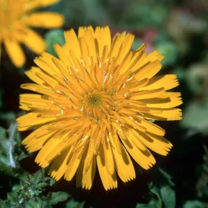 Malacothrix foliosa ssp. philbrickii, Chicory, Santa Barbara Island