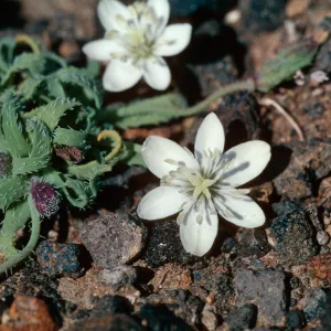 Platystemon californicus v ciliatus, Island Cream Cups, Santa Barbara Island