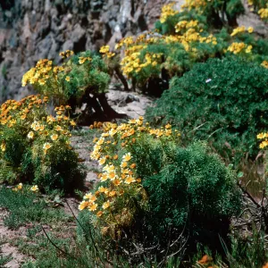 Anacapa Island