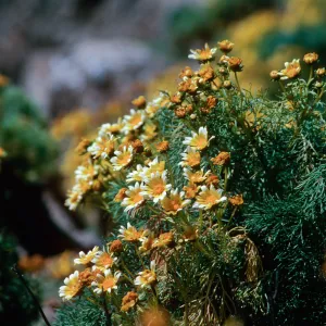 Anacapa Island