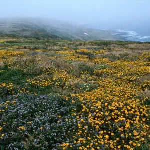 Layia platyglossa v campestris, Oil Point, San Miguel Island