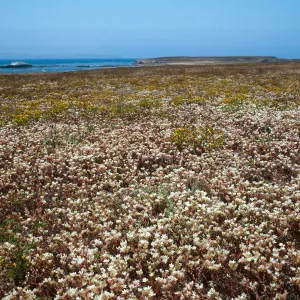 Fraser Point, Santa Cruz Island