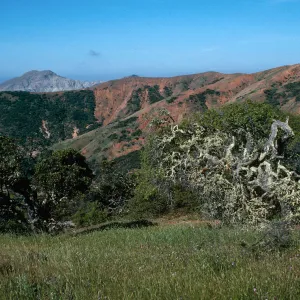 Lichen-covered Tree, South Ridge Road, Santa Cruz Island