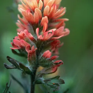 Castilleja affinis sub. affinis, Paint Brush, Santa Cruz Island