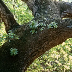 Dudleyas (liveforevers) on oak trunk, Santa Cruz Island
