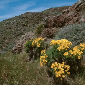 Coreopsis gigantea, West end, Santa Cruz Island