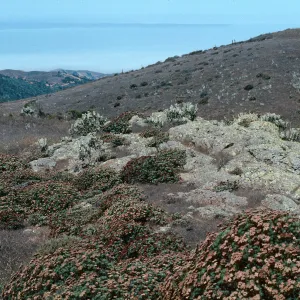 Eriogonum arborescens, Buckwheat, Santa Cruz Island