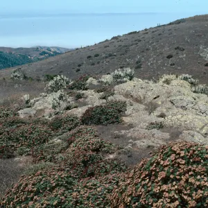 Eriogonum arborescens, Buckwheat, Santa Cruz Island