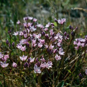 Allium praecox, Early Onion, Santa Rosa Island