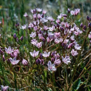 Allium praecox, Early Onion, Santa Rosa Island