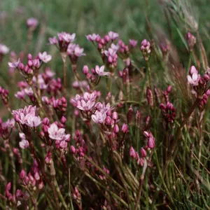Allium praecox, Early Onion, Santa Rosa Island