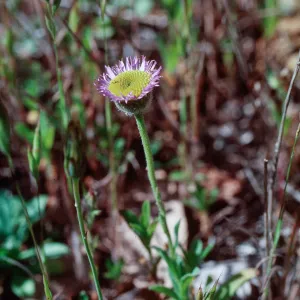 Erigeron sanctarum, Saints Daisy, Santa Rosa Island