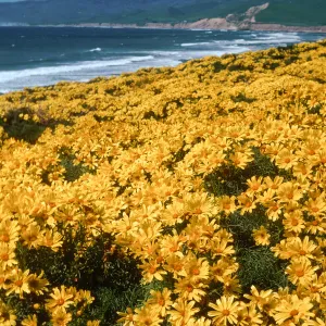 Jalama