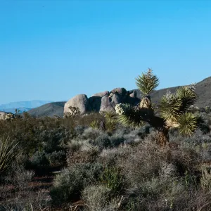 Joshua Tree